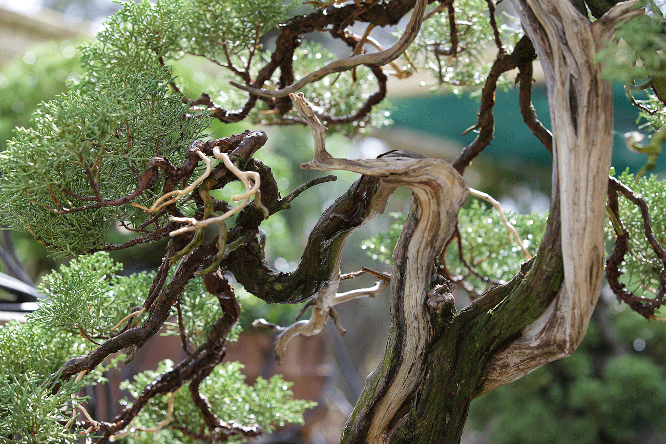 Bonsai - Jardim de Bonsai